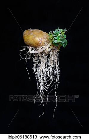 Stock Image - Sprouting potato with roots and leaves, Solanum tuberosum. Fotosearch