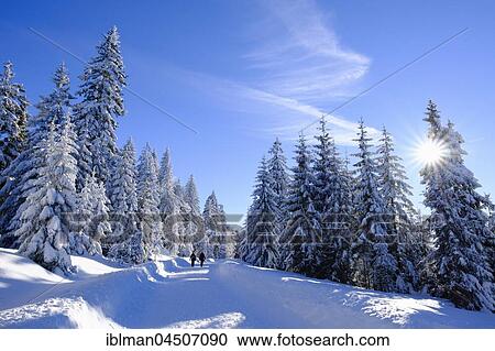 Stock Image - Spruce forest with snow, Lusenstraße near Neuschönau, Bavarian Forest National Park, Lower Bavaria, Bavaria, Germany, Europe. Fotosearch