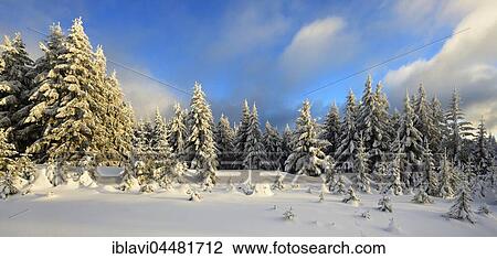 Spruces with snow, evening light, snowy trees in winter, Harz National Park, in Schierke, Saxony-Anhalt, Germany, Europe View Large Photo Image Stock Image - Spruces with snow, evening light, snowy trees in winter, Harz National Park, in Schierke, Saxony-Anhalt, Germany, Europe. Fotosearch