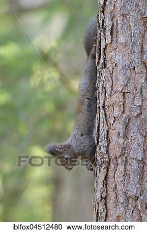 Squirrel (Sciurus vulgaris) climbing down tree head first, Tyrol, Austria, Europe View Large Photo Image Stock Image - Squirrel (Sciurus vulgaris) climbing down tree head first, Tyrol, Austria, Europe. Fotosearch