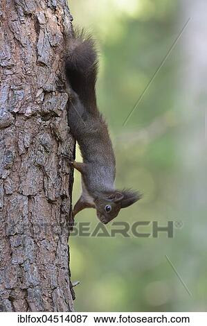 Squirrel (Sciurus vulgaris), climbing head first on tree trunk, Tyrol, Austria, Europe View Large Photo Image Stock Photo - Squirrel (Sciurus vulgaris), climbing head first on tree trunk, Tyrol, Austria, Europe. Fotosearch