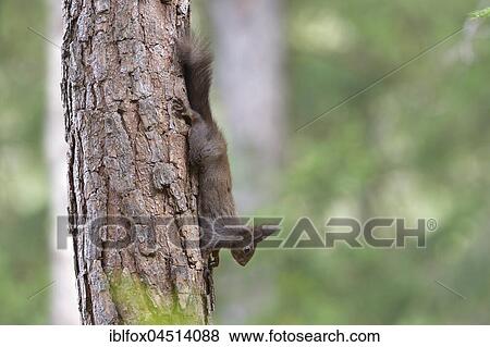 Squirrel (Sciurus vulgaris), climbing head first on tree trunk, Tyrol, Austria, Europe View Large Photo Image Stock Photo - Squirrel (Sciurus vulgaris), climbing head first on tree trunk, Tyrol, Austria, Europe. Fotosearch