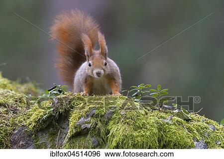 Squirrel (Sciurus vulgaris), portrait, Tyrol, Austria, Europe View Large Photo Image Stock Photograph - Squirrel (Sciurus vulgaris), portrait, Tyrol, Austria, Europe. Fotosearch
