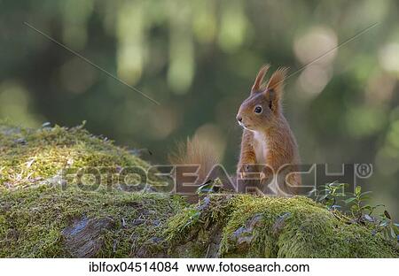 Squirrel (Sciurus vulgaris), sitting on the forest floor, Tyrol, Austria, Europe View Large Photo Image Picture - Squirrel (Sciurus vulgaris), sitting on the forest floor, Tyrol, Austria, Europe. Fotosearch