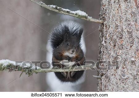 Squirrel (Sciurus vulgaris) sitting on tree branch, winter, Austria, Europe View Large Photo Image Stock Image - Squirrel (Sciurus vulgaris) sitting on tree branch, winter, Austria, Europe. Fotosearch