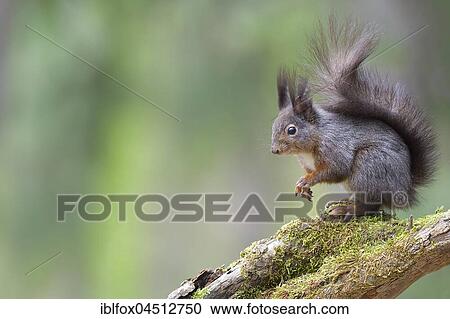 Squirrel (Sciurus vulgaris) sitting on a branch, Tyrol, Austria, Europe View Large Photo Image Stock Image - Squirrel (Sciurus vulgaris) sitting on a branch, Tyrol, Austria, Europe. Fotosearch