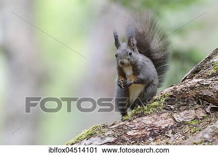 Squirrel (Sciurus vulgaris), sitting on tree trunk, Tyrol, Austria, Europe View Large Photo Image Stock Image - Squirrel (Sciurus vulgaris), sitting on tree trunk, Tyrol, Austria, Europe. Fotosearch