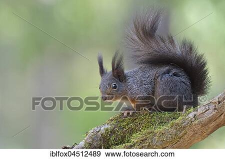 Squirrel (Sciurus vulgaris) sitting on a branch, Tyrol, Austria, Europe View Large Photo Image Stock Photo - Squirrel (Sciurus vulgaris) sitting on a branch, Tyrol, Austria, Europe. Fotosearch