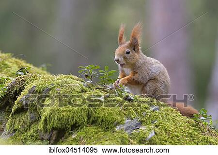 Squirrel (Sciurus vulgaris), sitting on the forest floor, Tyrol, Austria, Europe View Large Photo Image Stock Photography - Squirrel (Sciurus vulgaris), sitting on the forest floor, Tyrol, Austria, Europe. Fotosearch