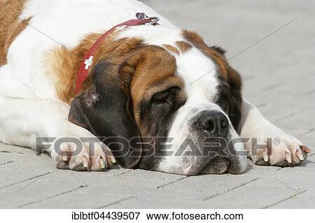 St. Bernard, female, 3 years, lying on ground portrait, North Rhine-Westphalia, Germany, Europe View Large Photo Image Stock Photo - St. Bernard, female, 3 years, lying on ground portrait, North Rhine-Westphalia, Germany, Europe. Fotosearch