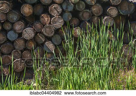 Stock Image - Stacked logs, behind tall grass, sawmill near Hittisau, Bregenz Forest, Vorarlberg, Austria, Europe. Fotosearch