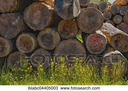 Stacked logs, sawmill near Hittisau, Bregenz Forest, Vorarlberg, Austria,, Europe View Large Photo Image Stock Image - Stacked logs, sawmill near Hittisau, Bregenz Forest, Vorarlberg, Austria,, Europe. Fotosearch