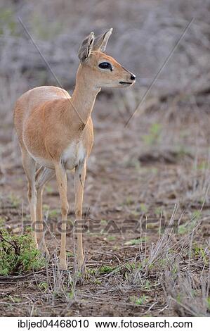 Stock Image - Steenbok (Raphicerus campestris), adult female, Kruger National Park, South Africa, Africa. Fotosearch