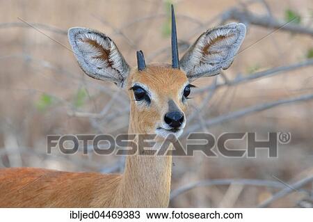 Steenbok (Raphicerus campestris), adult male with broken horn, portrait, Kruger National Park, South Africa, Africa View Large Photo Image Stock Image - Steenbok (Raphicerus campestris), adult male with broken horn, portrait, Kruger National Park, South Africa, Africa. Fotosearch