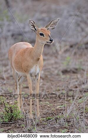 Steenbok (Raphicerus campestris), adult female, Kruger National Park, South Africa, Africa View Large Photo Image Stock Photo - Steenbok (Raphicerus campestris), adult female, Kruger National Park, South Africa, Africa. Fotosearch