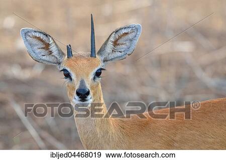 Steenbok (Raphicerus campestris), adult male with broken horn, portrait, Kruger National Park, South Africa, Africa View Large Photo Image Stock Photo - Steenbok (Raphicerus campestris), adult male with broken horn, portrait, Kruger National Park, South Africa, Africa. Fotosearch