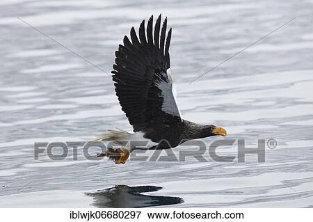 Steller's sea eagle (Haliaeetus pelagicus) with captured fish flying over water near Rausu, Hokkaido, Japan, Asia View Large Photo Image Stock Photo - Steller's sea eagle (Haliaeetus pelagicus) with captured fish flying over water near Rausu, Hokkaido, Japan, Asia. Fotosearch