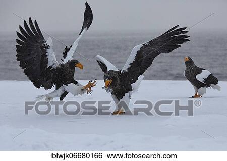 Steller's sea eagle (Haliaeetus pelagicus) on snowy pier fighting over a fish, Rausu, Hokkaido, Japan, Asia View Large Photo Image Stock Photograph - Steller's sea eagle (Haliaeetus pelagicus) on snowy pier fighting over a fish, Rausu, Hokkaido, Japan, Asia. Fotosearch