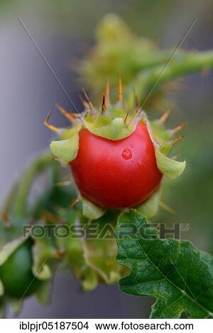 Picture - Sticky nightshade, lychee tomato, Solanum sisybriifolium. Fotosearch