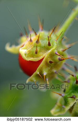 Stock Image - Sticky nightshade, lychee tomato ( Solanum sisymbriifolium). Fotosearch