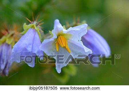 Sticky nightshade, lychee tomato ( Solanum sisymbriifolium), Flower View Large Photo Image Stock Photography - Sticky nightshade, lychee tomato ( Solanum sisymbriifolium), Flower. Fotosearch