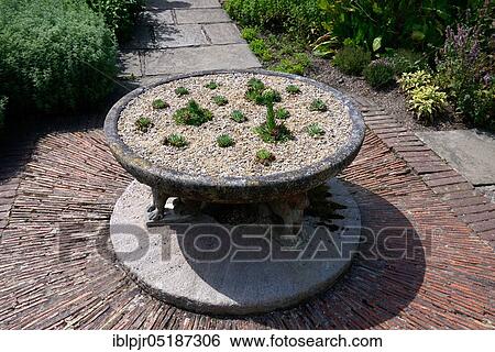 Stock Photograph - Stone table with( Echeveria), rock garden. Fotosearch