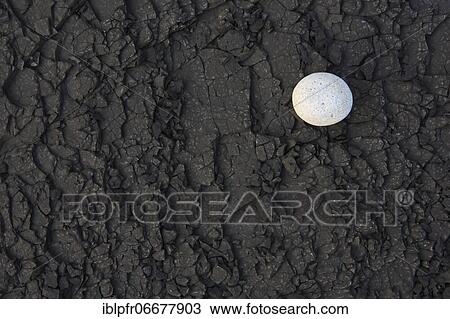 Stones on the beach, Scotland, UK View Large Photo Image Stock Image - Stones on the beach, Scotland, UK. Fotosearch