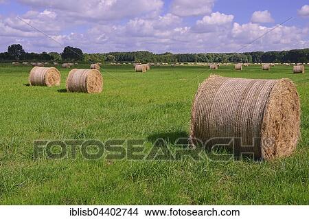 Straw bales in a meadow, Brandenburg, Germany, Europe View Large Photo Image Picture - Straw bales in a meadow, Brandenburg, Germany, Europe. Fotosearch