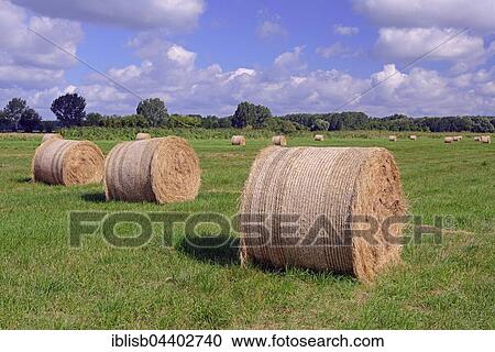 Straw bales in a meadow, Brandenburg, Germany, Europe View Large Photo Image Stock Image - Straw bales in a meadow, Brandenburg, Germany, Europe. Fotosearch