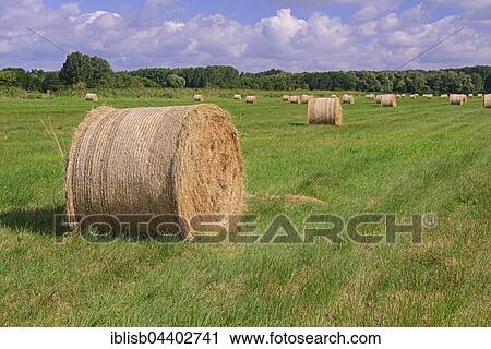 Straw bales in a meadow, Brandenburg, Germany, Europe View Large Photo Image Stock Image - Straw bales in a meadow, Brandenburg, Germany, Europe. Fotosearch