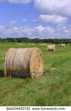 Straw bales in a meadow, Brandenburg, Germany, Europe View Large Photo Image Stock Image - Straw bales in a meadow, Brandenburg, Germany, Europe. Fotosearch