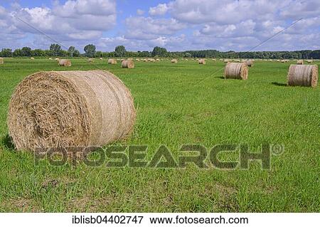 Straw bales in a meadow, Brandenburg, Germany, Europe View Large Photo Image Stock Photo - Straw bales in a meadow, Brandenburg, Germany, Europe. Fotosearch