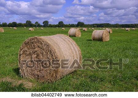 Stock Photo - Straw bales in a meadow, Brandenburg, Germany, Europe. Fotosearch