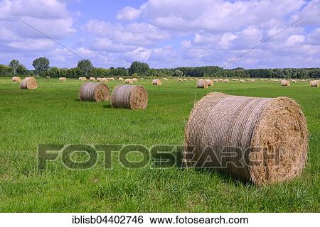 Straw bales in a meadow, Brandenburg, Germany, Europe View Large Photo Image Stock Photograph - Straw bales in a meadow, Brandenburg, Germany, Europe. Fotosearch