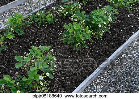 Stock Image - Strawberry, variety Maikoenigin, May Queen ( 1857 England, Great Britain), Maikonigin. Fotosearch