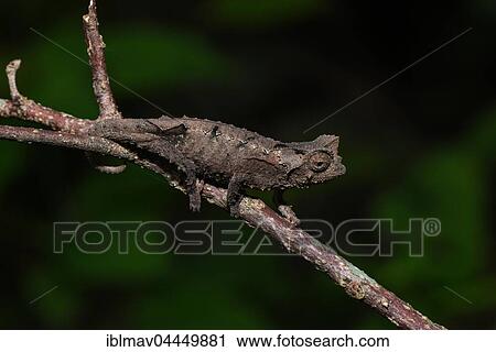 Stub-tailed chameleon (Brookesia brunoi), male, Anja community reserve, Madagascar, Africa View Large Photo Image Stock Image - Stub-tailed chameleon (Brookesia brunoi), male, Anja community reserve, Madagascar, Africa. Fotosearch