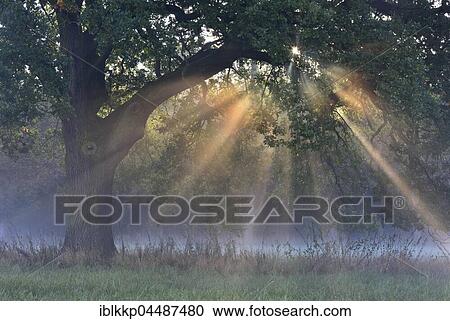 Sun rays shine through tree, River Elbe Floodplains at sunrise, foggy atmosphere, Middle Elbe Biosphere Reserve, Saxony-Anhalt, Germany, Europe View Large Photo Image Stock Image - Sun rays shine through tree, River Elbe Floodplains at sunrise, foggy atmosphere, Middle Elbe Biosphere Reserve, Saxony-Anhalt, Germany, Europe. Fotosearch