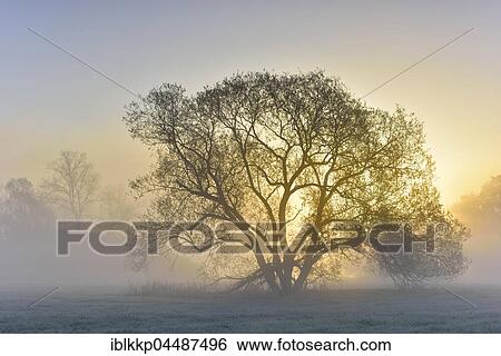 Stock Photograph - Sun shining behind tree, meadow landscape, sunrise, Middle Elbe Biosphere Reserve, Saxony-Anhalt, Germany, Europe. Fotosearch