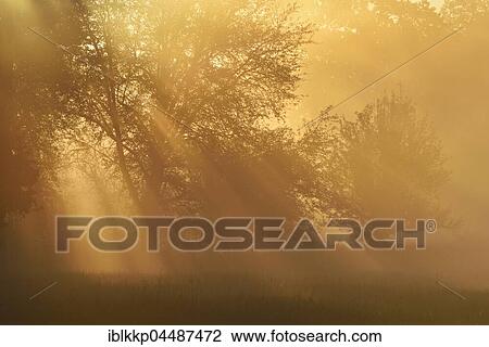 Sunbeams, River Elbe Floodplains at sunrise, foggy atmosphere, Middle Elbe Biosphere Reserve, Saxony-Anhalt, Germany, Europe View Large Photo Image Stock Image - Sunbeams, River Elbe Floodplains at sunrise, foggy atmosphere, Middle Elbe Biosphere Reserve, Saxony-Anhalt, Germany, Europe. Fotosearch