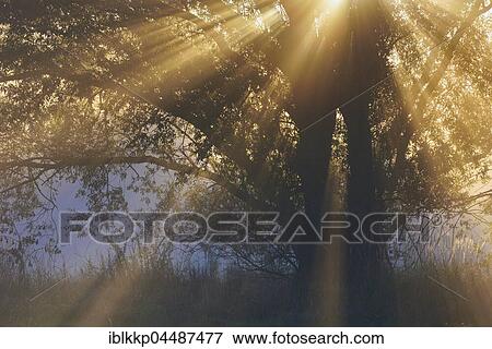 Stock Photo - Sunbeams, River Elbe Floodplains at sunrise, foggy atmosphere, Middle Elbe Biosphere Reserve, Saxony-Anhalt, Germany, Europe. Fotosearch