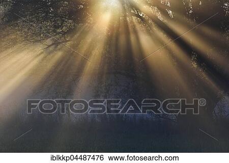 Stock Photograph - Sunbeams, River Elbe Floodplains at sunrise, foggy atmosphere, Middle Elbe Biosphere Reserve, Saxony-Anhalt, Germany, Europe. Fotosearch