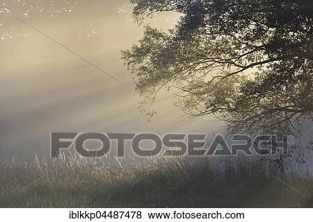Stock Photo - Sunbeams, River Elbe Floodplains, foggy atmosphere, Middle Elbe Biosphere Reserve, Saxony-Anhalt, Germany, Europe. Fotosearch