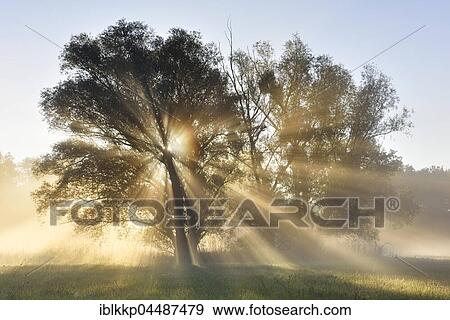 Stock Photo - Sunbeams shining through trees, River Elbe Floodplains at sunrise, foggy atmosphere, Middle Elbe Biosphere Reserve, Saxony-Anhalt, Germany, Europe. Fotosearch