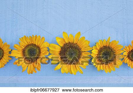 Sunflowers decoration on wood, flower arrangement View Large Photo Image Stock Photo - Sunflowers decoration on wood, flower arrangement. Fotosearch