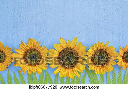 Sunflowers decoration on wood, flower arrangement View Large Photo Image Stock Photo - Sunflowers decoration on wood, flower arrangement. Fotosearch