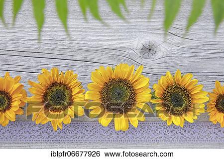 Stock Photograph - Sunflowers decoration on wood, flower arrangement. Fotosearch