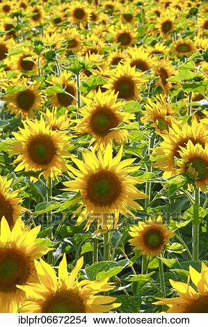 Picture - Sunflowers (Helianthus annuus), Sunflower, Switzerland, Europe. Fotosearch