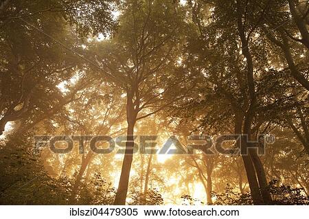 Sunrise in foggy forest landscape in Witten, Ruhr district, North Rhine-Westphalia, Germany, Europe View Large Photo Image Stock Photography - Sunrise in foggy forest landscape in Witten, Ruhr district, North Rhine-Westphalia, Germany, Europe. Fotosearch