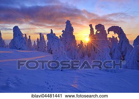 Sunrise on the Brocken, winter, snow-covered pines, snow bent, Harz National Park, Saxony-Anhalt, Germany, Europe View Large Photo Image Stock Image - Sunrise on the Brocken, winter, snow-covered pines, snow bent, Harz National Park, Saxony-Anhalt, Germany, Europe. Fotosearch