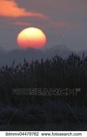 Stock Image - Sunrise over reed-lined shore, Leiner Lake, Middle Elbe Biosphere Reserve, Saxony-Anhalt, Germany, Europe. Fotosearch